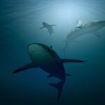 Qué-parámetros-medir-en-acuario-marino